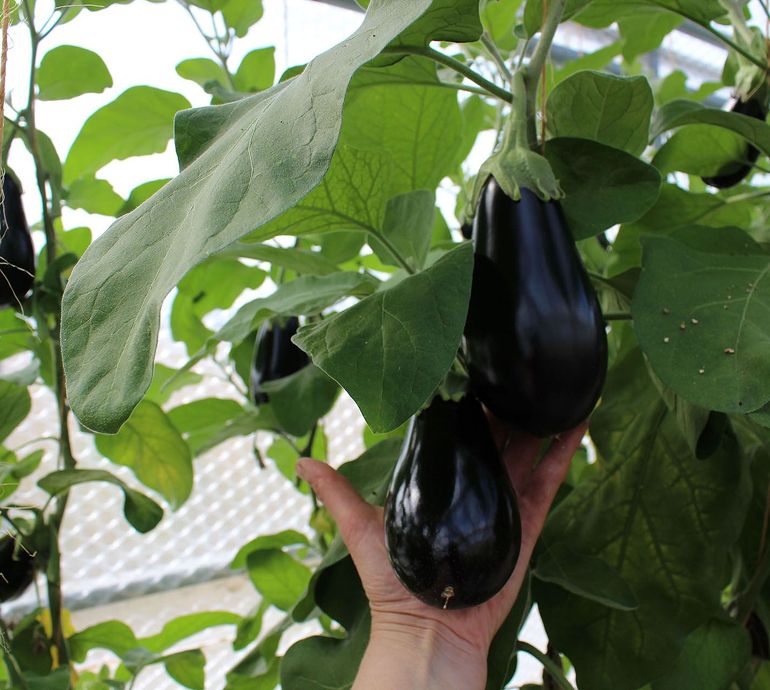 Eine Person zeigt eine Sammlung von Auberginen, die sie in der Hand hält.