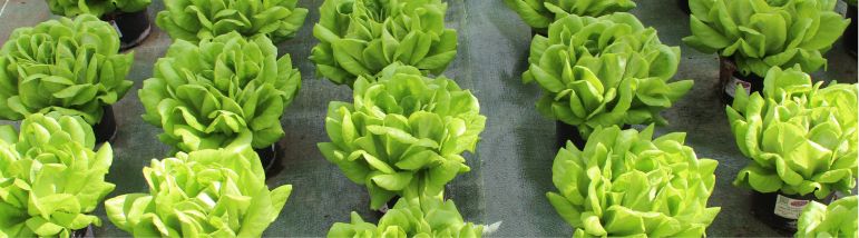 Eine Reihe von grünen Pflanzen in Töpfen, die ordentlich nebeneinander aufgestellt sind.