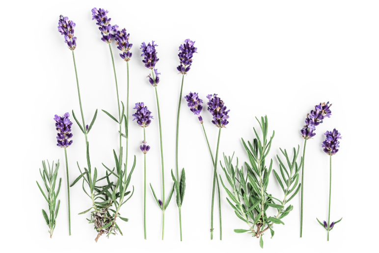 Mehrere Rosmarinhalme auf weißem Hintergrund